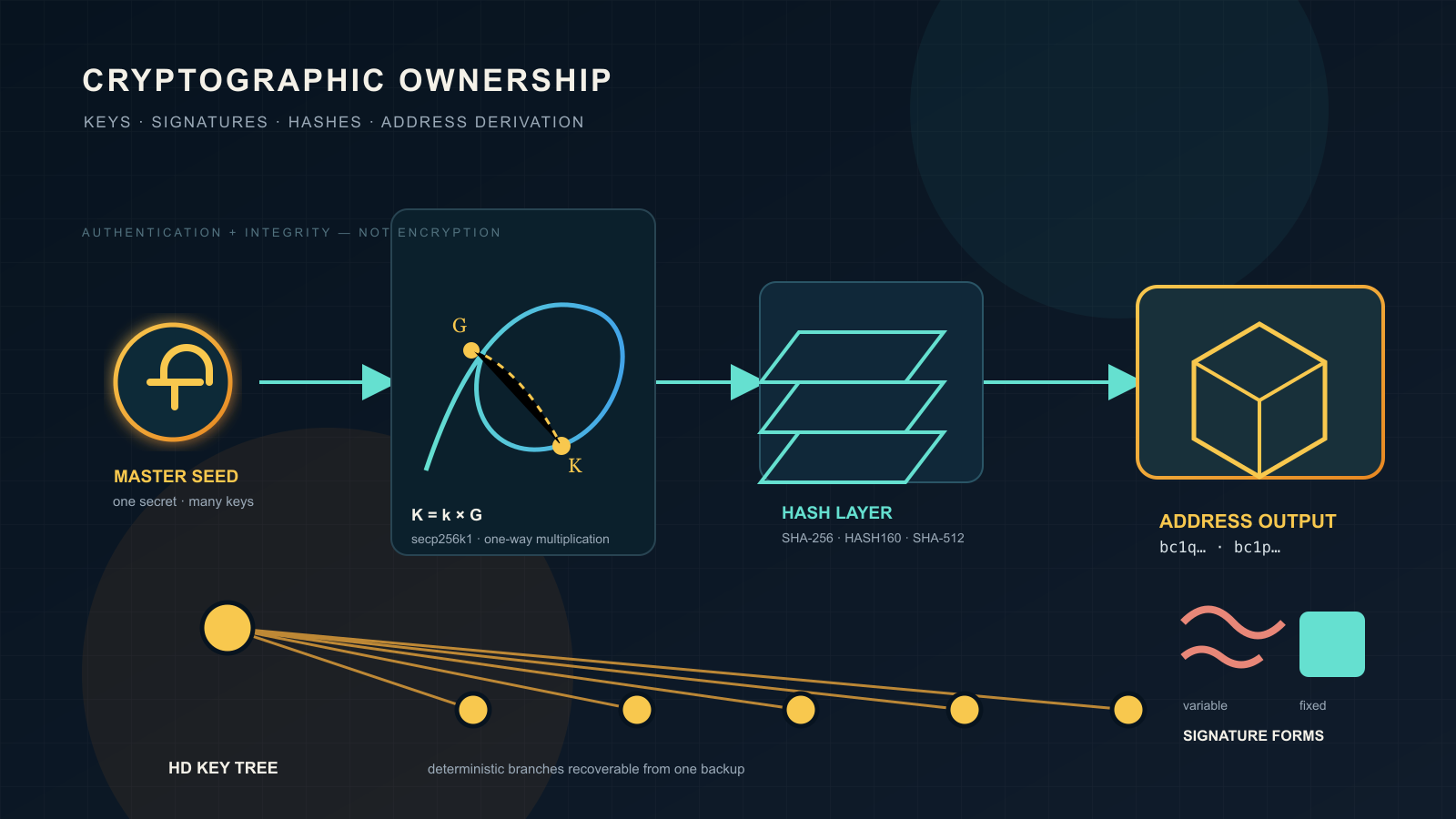 A left-to-right technical diagram: a glowing circular icon flows through an elliptic-curve panel, a stacked hash-layer panel, and a wireframe cube into a final address shape; below, a branching key tree sits beside two contrasting signature-shape icons — a wavy line and a solid square.